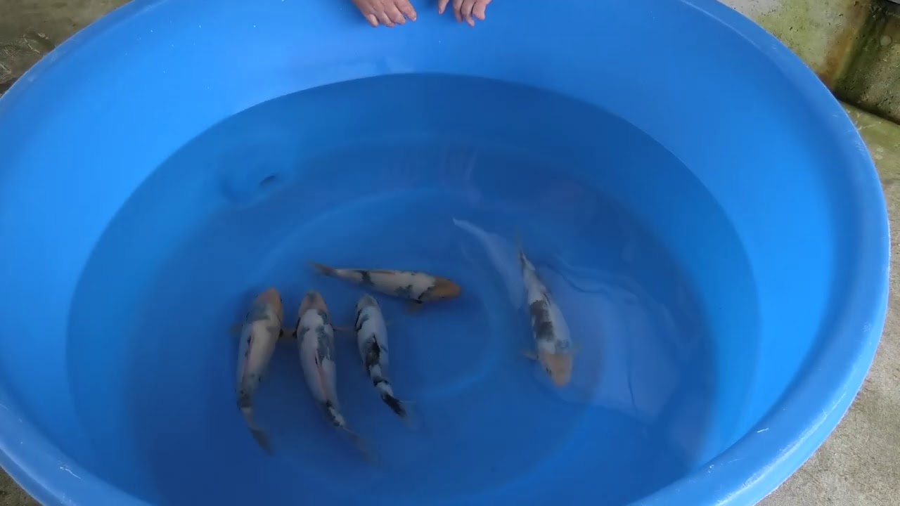 Rasta Koi Challenge - Shiro Utsuri