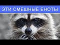 Смешные еноты. Ржака до слез