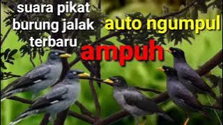 Suara pikat jalak kebo ampuh auto ngumpul.