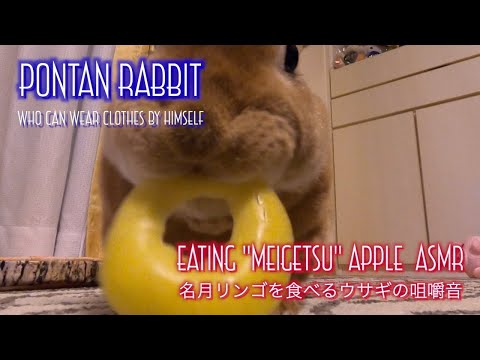 4K ASMR｜Rabbit Eating "Meigetsu" Apple Sound｜「名月」リンゴを食べるうさぎの咀嚼音 #069