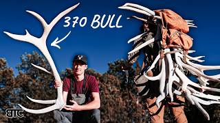 370+ ELK SHED | PACK FULL OF ELK SHEDS | SHEDHUNT 26 | 4K