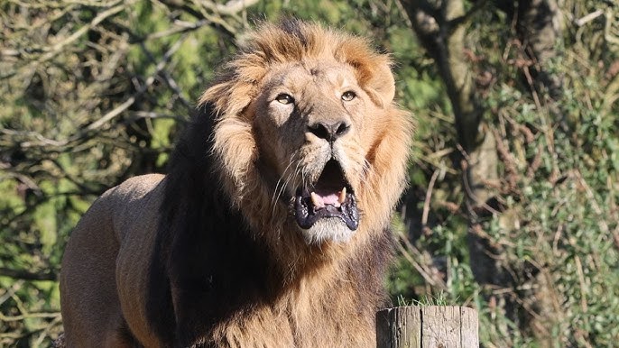 Epic Lion Roar at Lincoln Park Zoo - YouTube