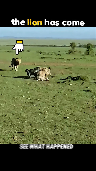 When the Lion Shows Up, Game Over! #trending #animals #wildlife #youtubeshorts #lion #cheetah