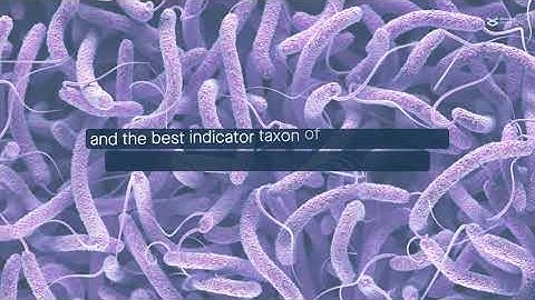 Gammaproteobacteria in the soil fauna gut may respond to soil pollutants