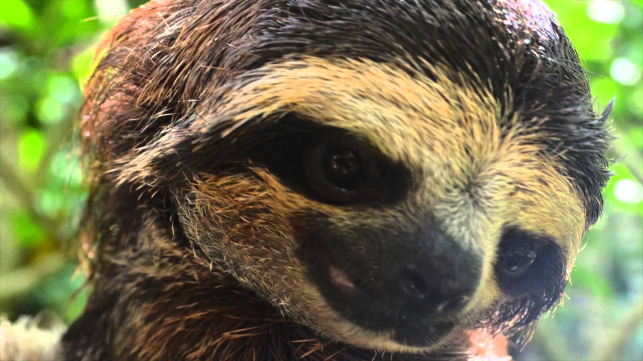 Jaguar Rescue Center - YouTube