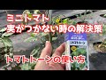 ミニトマト栽培【トマトトーンの使い方】着果促進