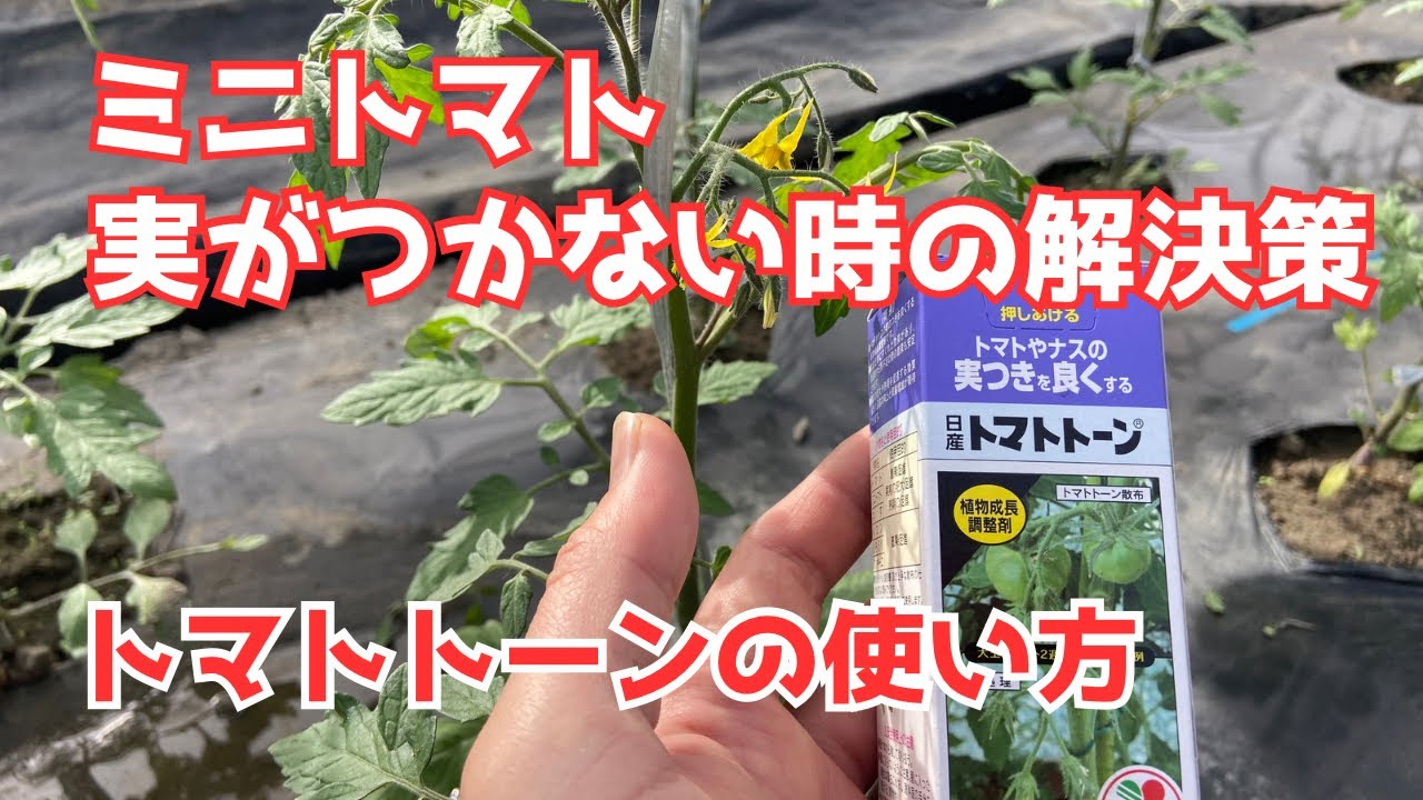 ミニトマト ピンクレッド 育て方 _ トマト・ミニトマトの栽培方法・育て方【わき芽かきもマスター】 – GYPXI