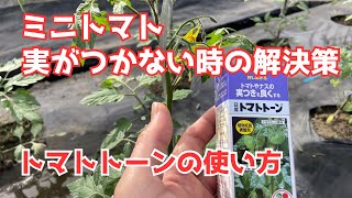 ミニトマト栽培【トマトトーンの使い方】着果促進