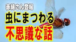 ATLAS：赤綿さん登場！虫にまつわる不思議な話　会釈してきたオニヤンマ