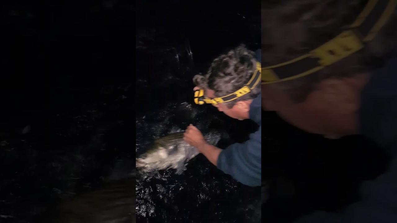 How to catch and release a striped bass! Montauk Striped Bass Fishing