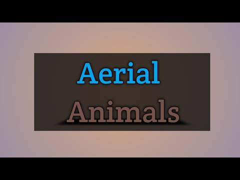 Aerial Animals | Meaning | with examples