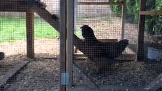 Chickens sing egg laying song.