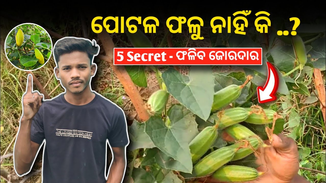 ପୋଟଳ ଫଳିବା ର ସିକ୍ରେଟ୍ ଟ୍ରିକ୍ | ପୋଟଳ କଷି ପାଚୁଛି କି..?