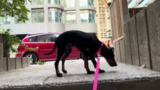 baby remy the manchester terrier goes for a walk