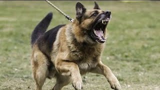 ခွေးဟောင်သံ | ခွေးဟောင်သံdj | Dog Barking Sound | Kutte Ki Awaaz | Dog Voice