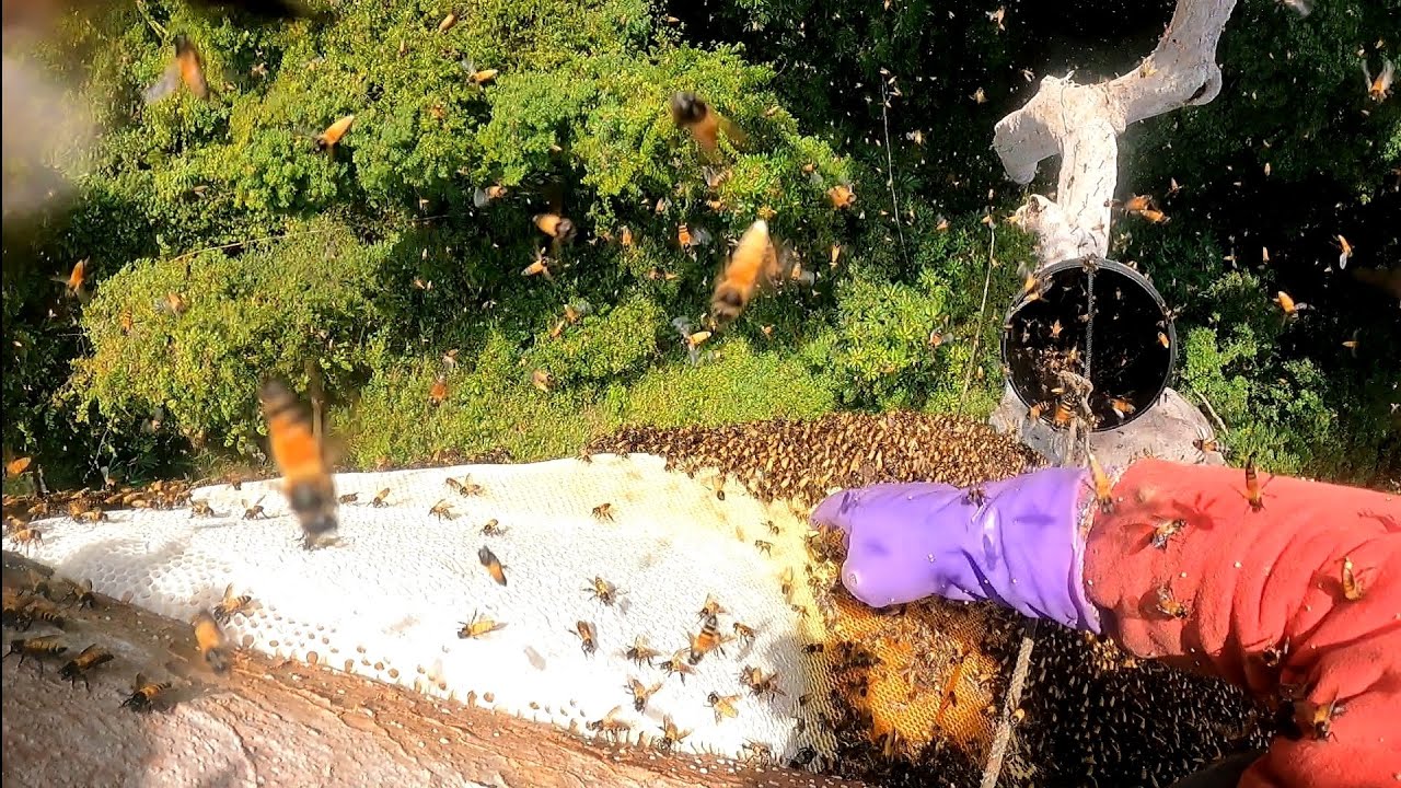 lebah menganas #eps312