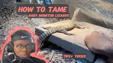 How to tame down Baby Monitor Lizards! (Tips and Tricks)