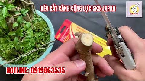 KÉO CẮT CÀNH CỘNG LỰC JAPAN – SK5 [CHÍNH HÃNG]