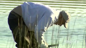 Researchers work to create a simple test to determine if raw oysters are safe | Sci NC