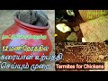 அதிக கரையான் உற்பத்தி செய்யும் முறை Termites production for Chickens |Nattukozhi vazharpu