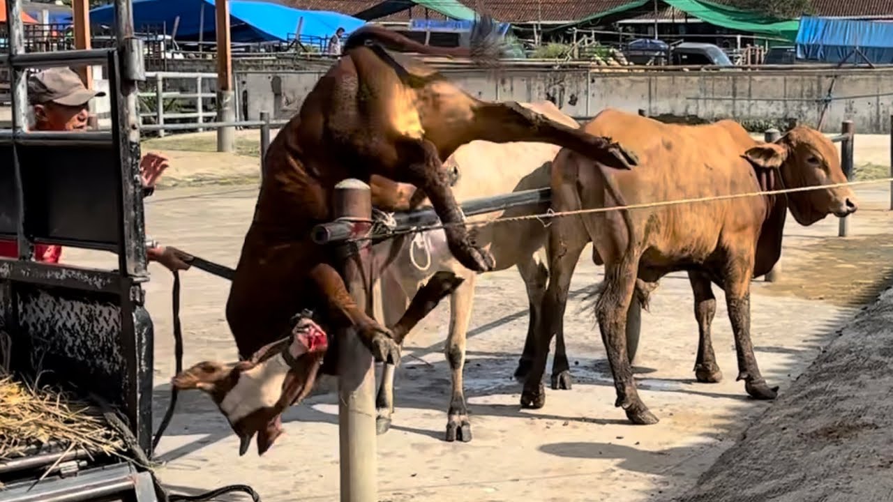 Испытание храбрости — свалить разъяренного быка с помощью сальто.