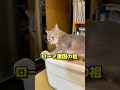 血統書でうちの猫の本名を確認してみた