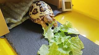 豹龜龜  開吃