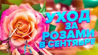 :     .     