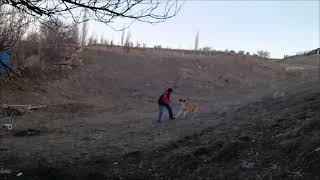 Tutmayın Küçük Enişteyi Salıverin Gitsin