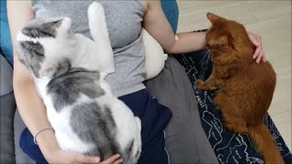 妊婦ママは猫たちにモテモテ