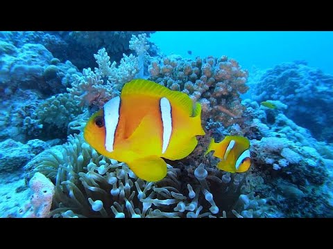 Vidéo: Vie marine de la mer Rouge