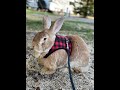 The Pet Psychic ® Flemish Giant Rabbit Clyde talks about the cross country road trip.
