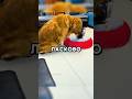 Пёс сделал неожиданное #shorts