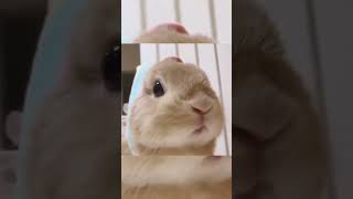 Bah, Bah, Bah,Bunny, Rabbit, Cute Pet, Bunny