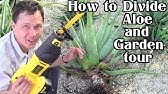 Aloe Vera Plant Care - Removing Pups and leaves - YouTube