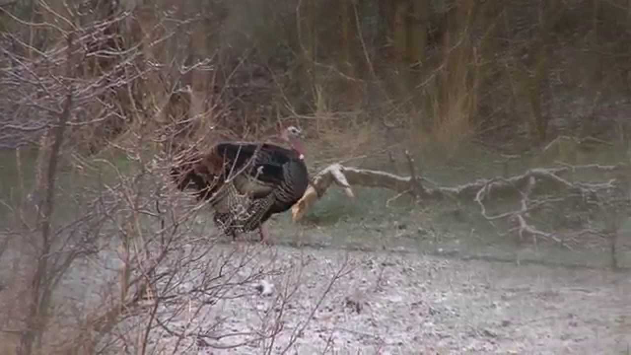 hunting simulator pc Turkey Hunting Basics - Utah Species and Habitat - Part 1 of 5