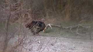 Turkey Hunting Basics - Utah Species and Habitat - Part 1 of 5