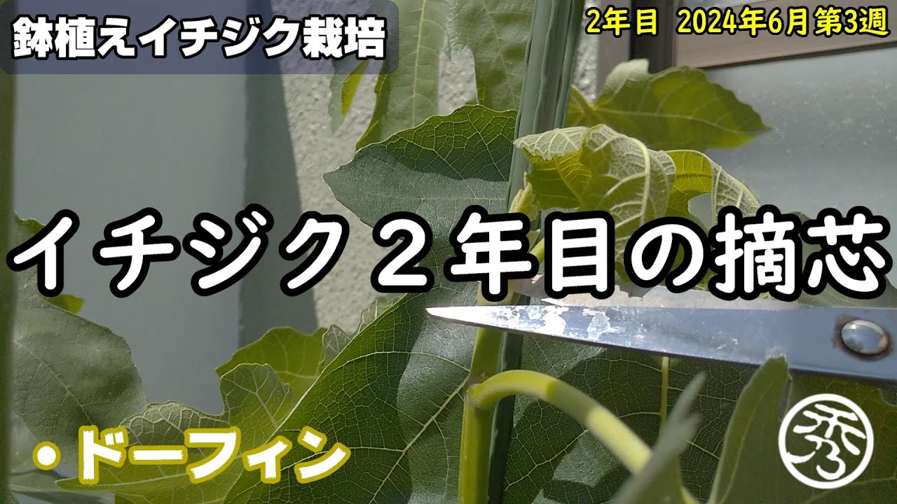 鉢植えイチジク栽培2年目の摘心 - YouTube