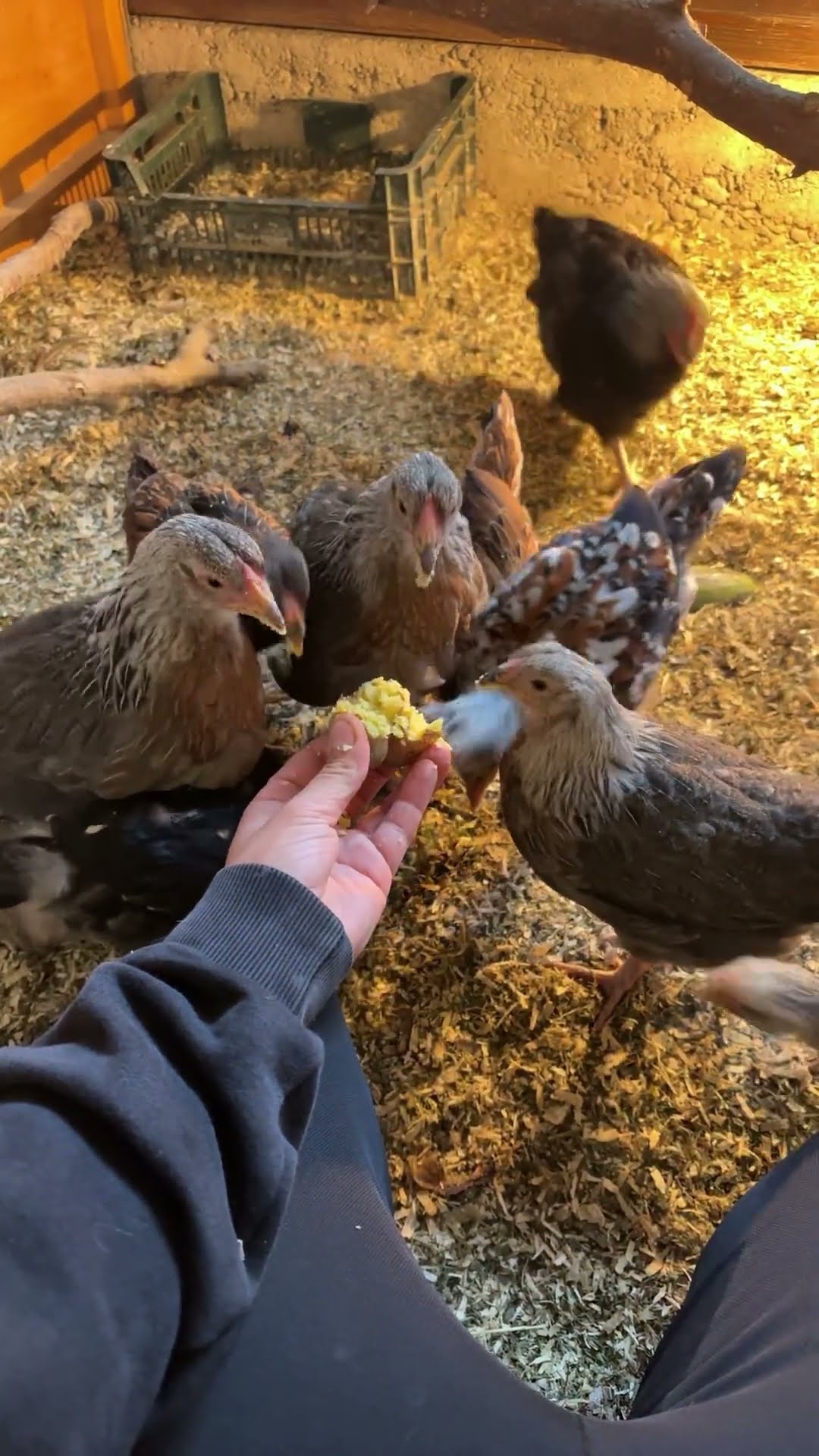 Indio und dorking Jungtiere beim Kartoffel Frühstück # #hühner #fasan # ...