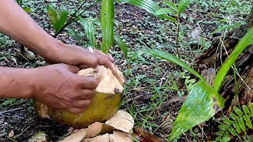A simple way to peel a coconut  @limpernature 