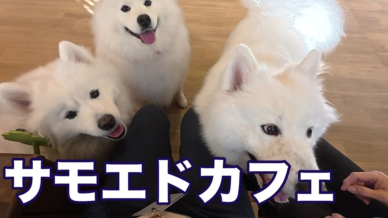 【大阪】サモエドカフェSAMO｜行き方・過ごし方・施設紹介