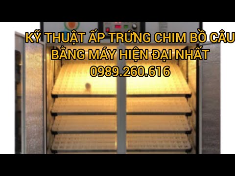 Video Kỹ thuật ấp trứng bồ câu bằng máy và ghép con (Phần 1)... - youtube