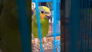 Amazon parrot #shorts #viralshorts #youtubeshorts #ytshorts #birds #parrot #trending