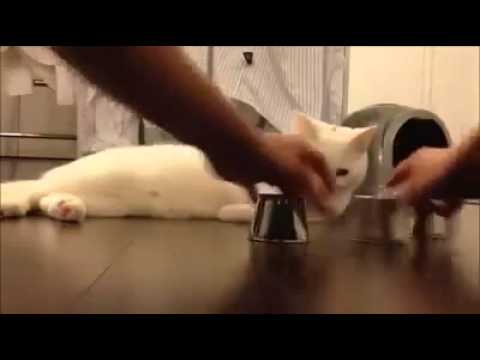 Видео: Миний муур яагаад ингэж их мияв?