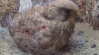 The Miracle of Life: A Bird's Journey from Egg to Hatchling
