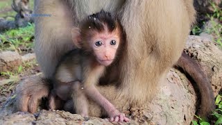 Wonderful! baby tiny Rainbow monkey so cutes and attractive face with activity adorable  🐒💗🥰😍👍💓..