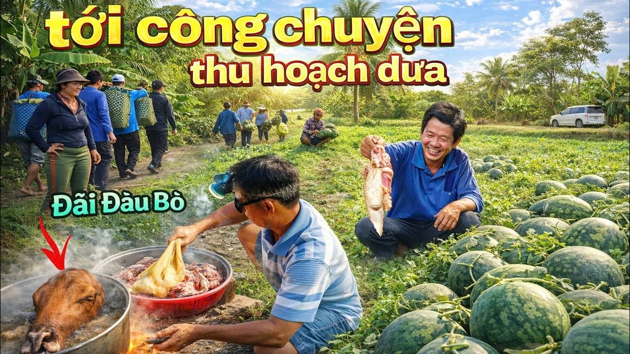Ngày thu hoạch dưa hấu Út Tài T.ử nấu đầu bò đãi anh em linh đình ăn ngày tết..