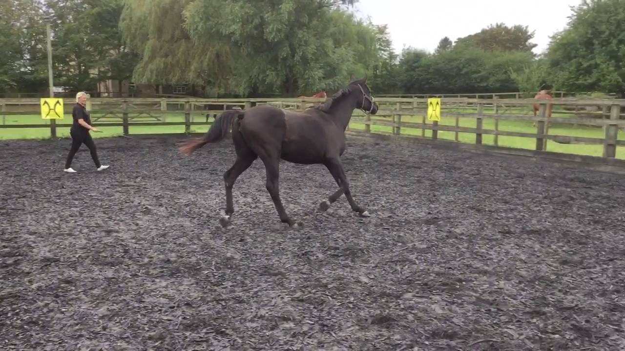 Figlia Della Stella at Witcham House Farm Sales Day (2).