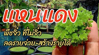 แหนแดงพืชจิ๋วที่ไม่จิ๋ว ลดรายจ่าย-สร้างรายได้