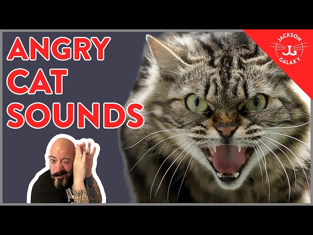Let's Talk Angry Cat Sounds and How to Handle Them